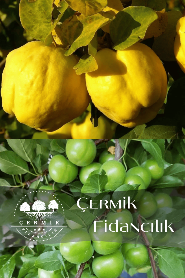 2 Çeşit Karışık Meyve Fidanı Ayva Ve Yeşil Can Erik