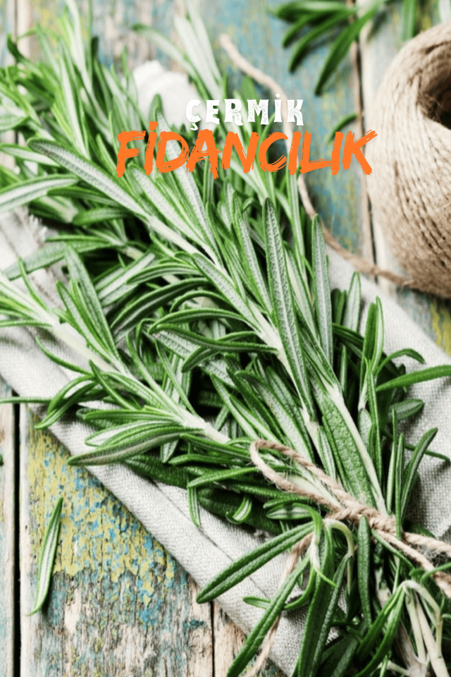 Tüplü Biberiye Fidanı 2 Yaş