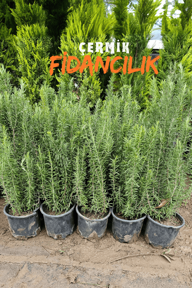 Tüplü Biberiye Fidanı 2 Yaş