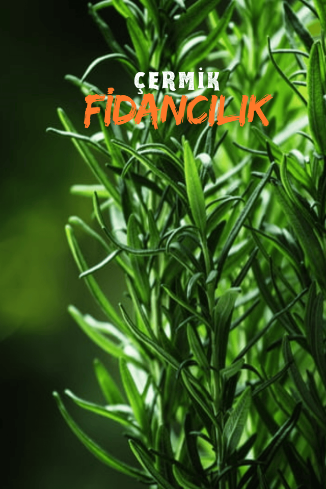 Tüplü Biberiye Fidanı 2 Yaş