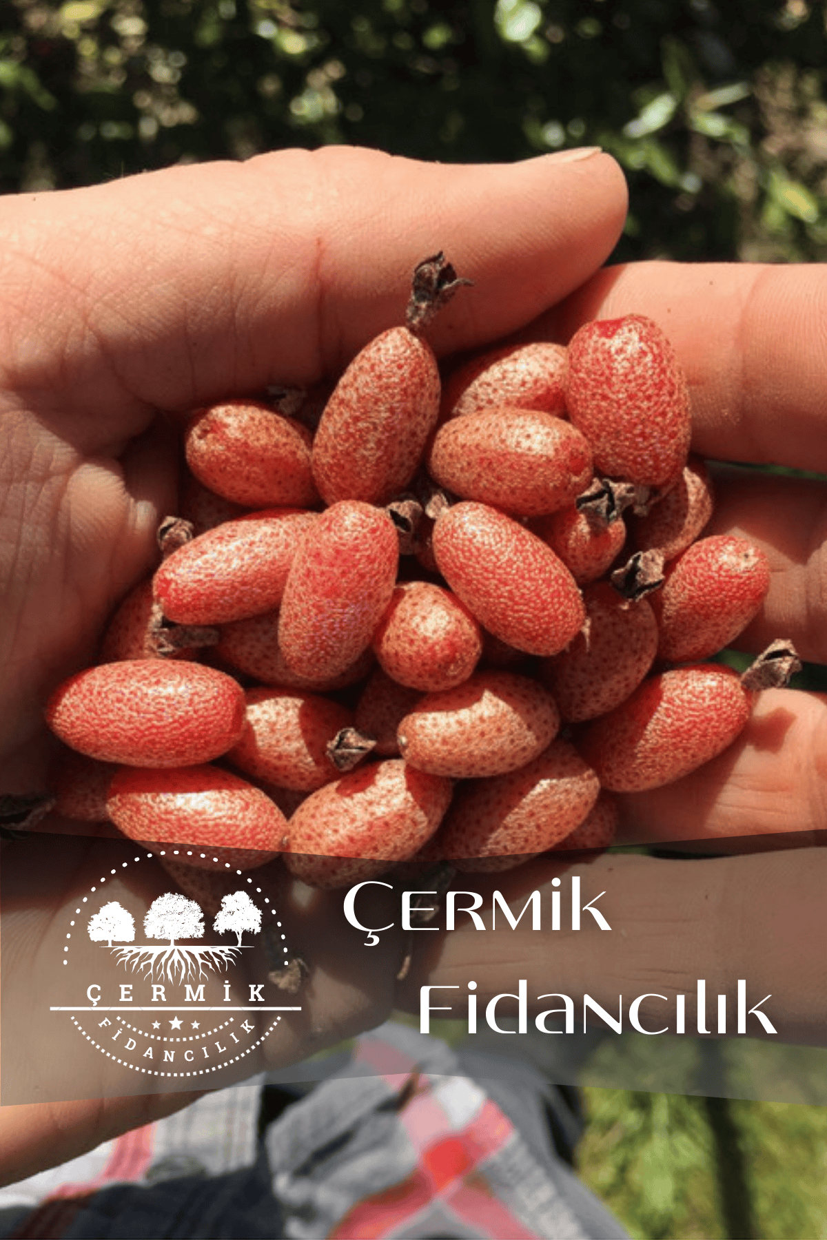 Tüplü Iğde Ağacı Fidanı