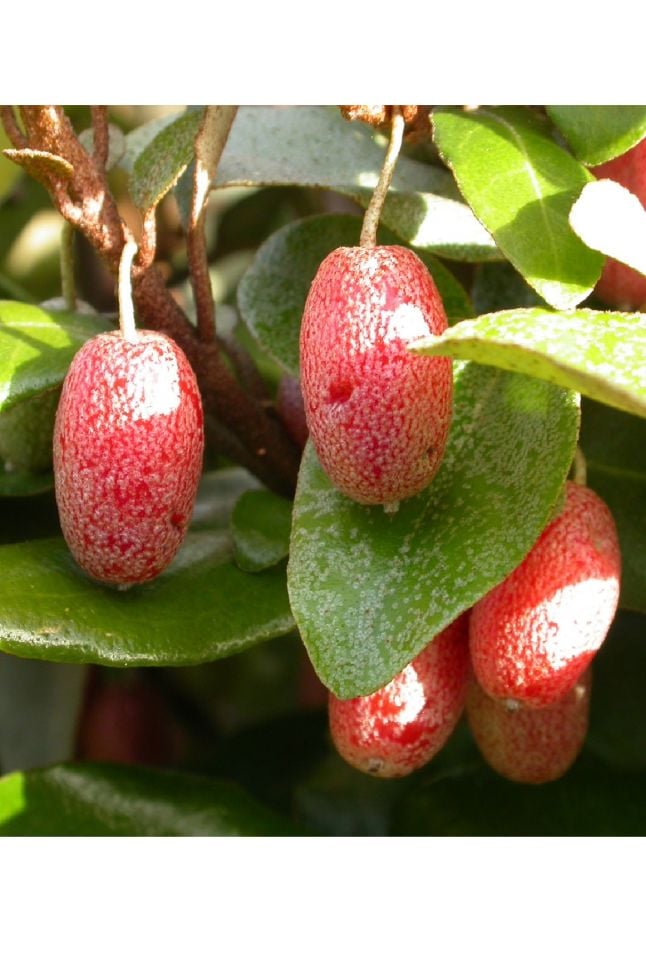 Tüplü Iğde Ağacı Fidanı