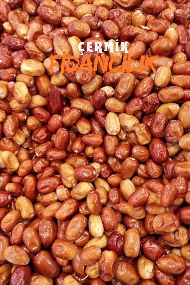 Tüplü Iğde Ağacı Fidanı