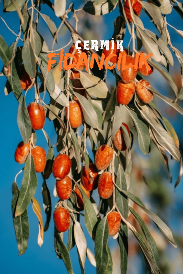 Tüplü Iğde Ağacı Fidanı