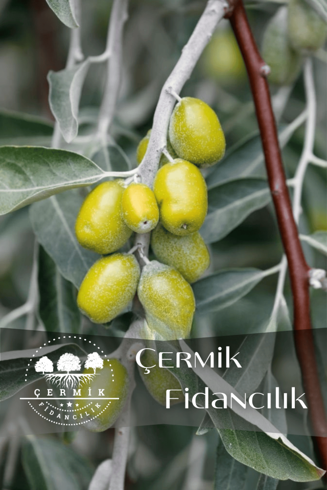 Tüplü Iğde Ağacı Fidanı