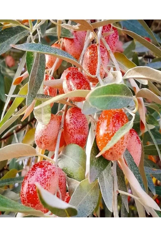 Tüplü Iğde Ağacı Fidanı