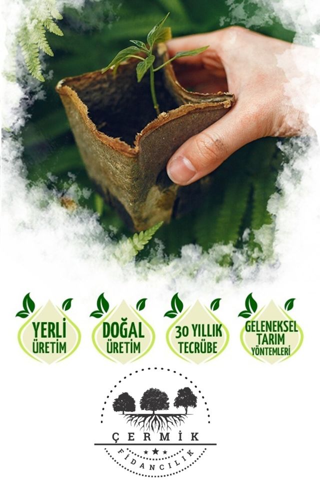 Tüplü Palmiye Ağacı Fidanı