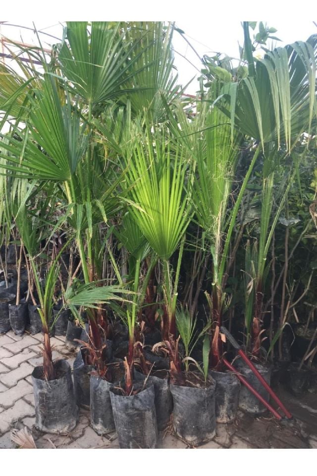 Tüplü Palmiye Ağacı Fidanı