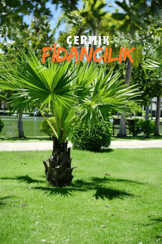 Tüplü Palmiye Ağacı Fidanı