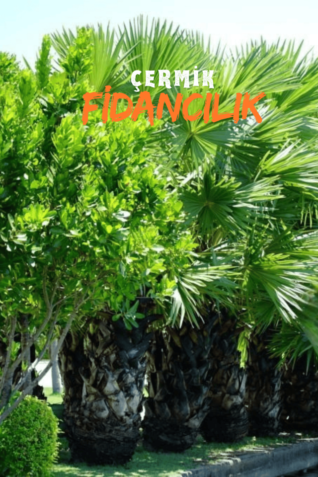 Tüplü Palmiye Ağacı Fidanı