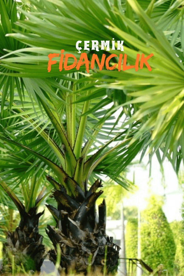 Tüplü Palmiye Ağacı Fidanı