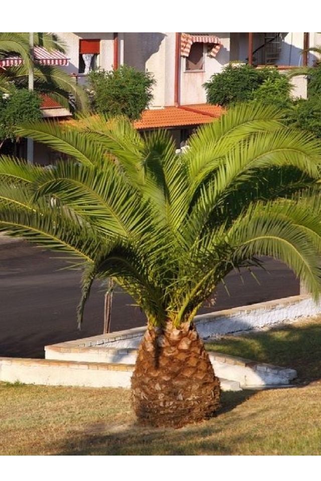 Tüplü Palmiye Ağacı Fidanı