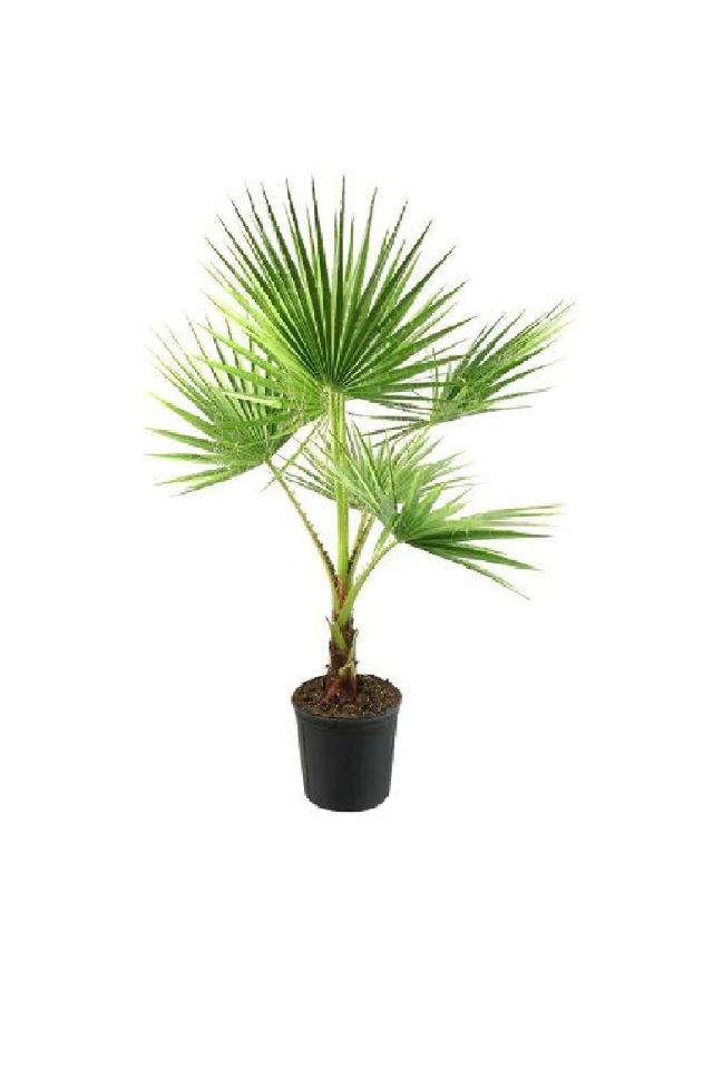 Tüplü Palmiye Ağacı Fidanı