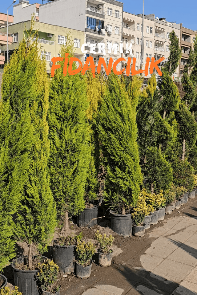 Tüplü Limon Servi Çam Fidanı 3 Yaş 1.5 Metre Boy