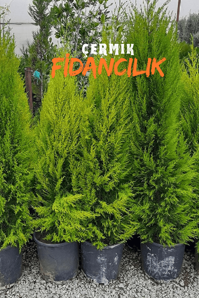 Tüplü Limon Servi Çam Fidanı 3 Yaş 1.5 Metre Boy