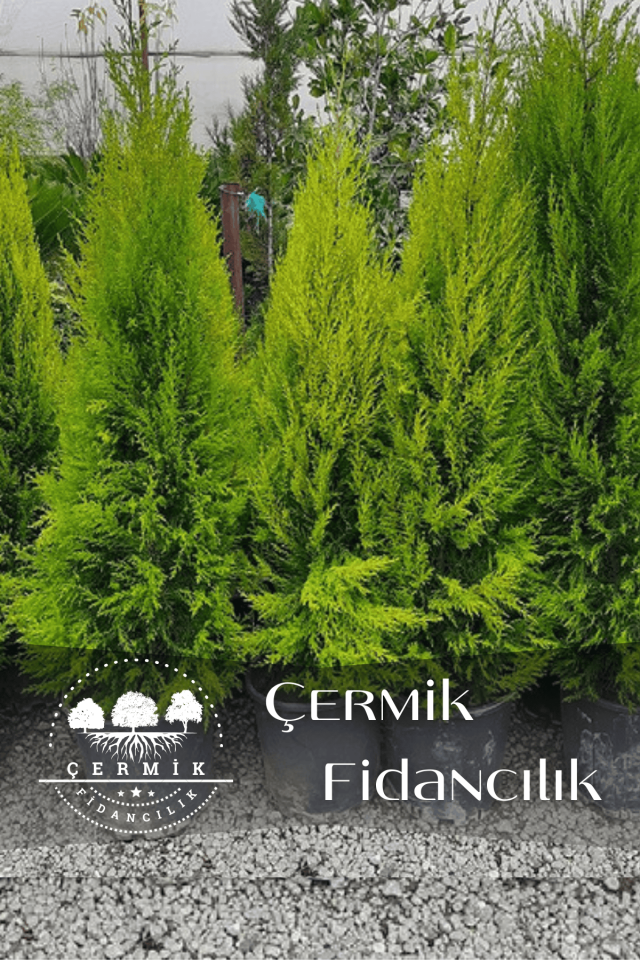 Tüplü Limon Servi Çam Fidanı 3 Yaş 1.5 Metre Boy