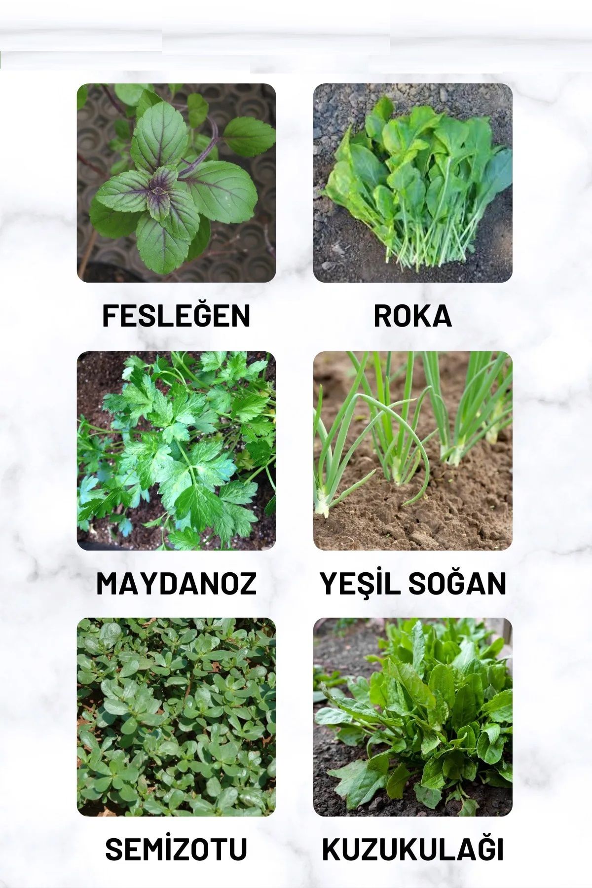 Yeşillik Tohum Paketi Fesleğen, Roka, Maydanoz, Soğan, Semizotu, Kuzukulağı 60 Gr