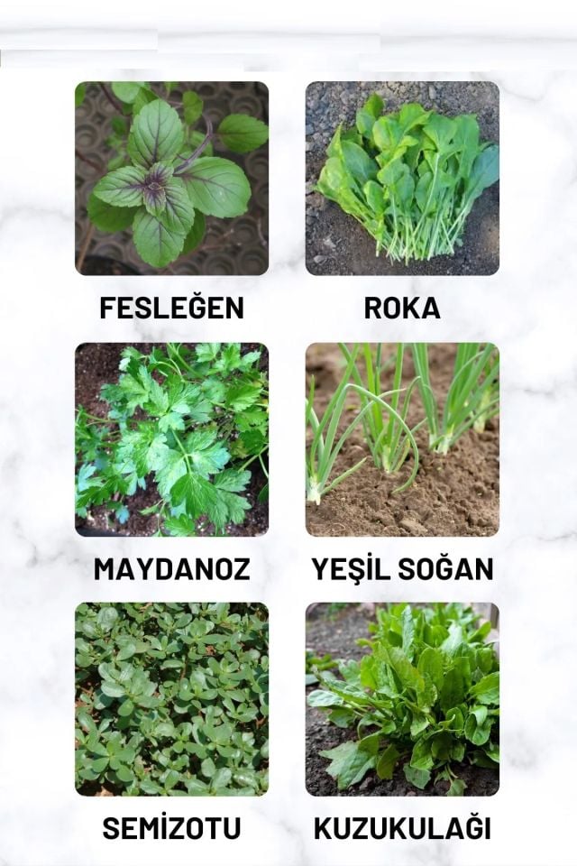 Yeşillik Tohum Paketi Fesleğen, Roka, Maydanoz, Soğan, Semizotu, Kuzukulağı 60 Gr