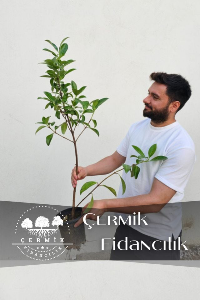 Parlak Yapraklı Kartopu Fidanı 60 - 100 cm