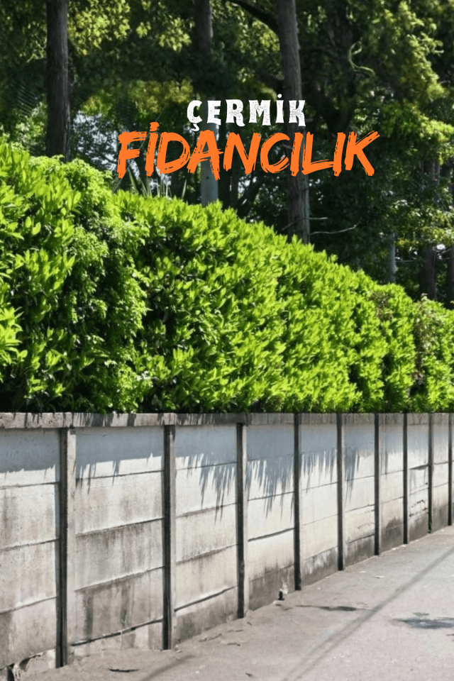 Parlak Yapraklı Kartopu Fidanı 60 - 100 cm
