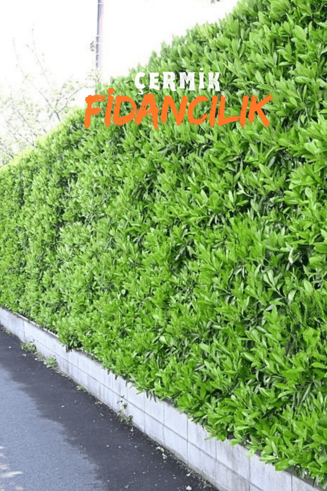 Parlak Yapraklı Kartopu Fidanı 60 - 100 cm