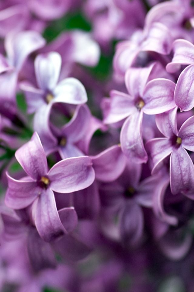 Mor Çiçekli Leylak Fidanı 2 Yaş