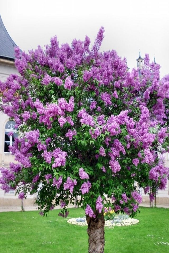 Mor Çiçekli Leylak Fidanı 2 Yaş