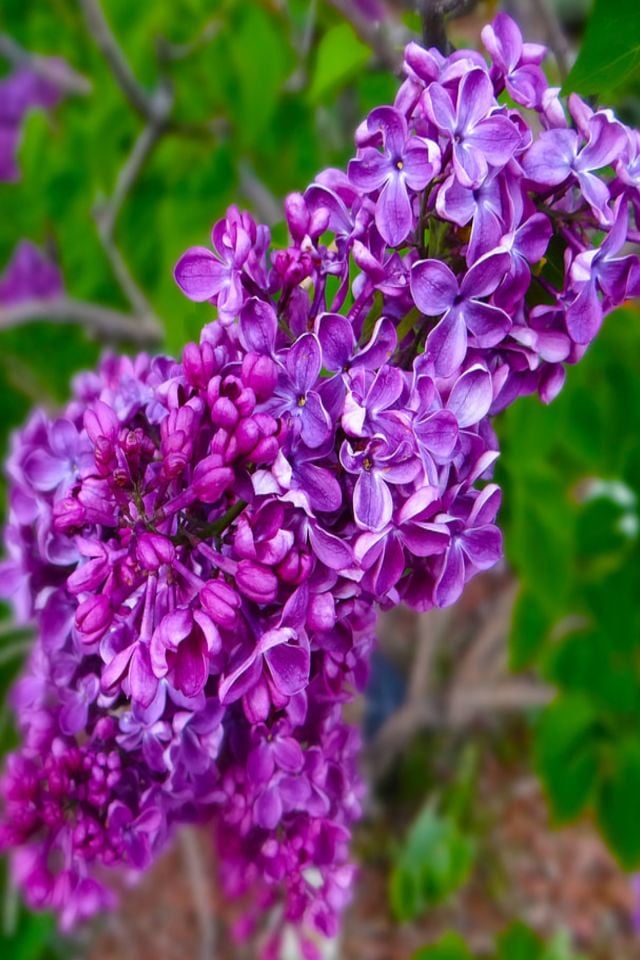 Mor Çiçekli Leylak Fidanı 2 Yaş