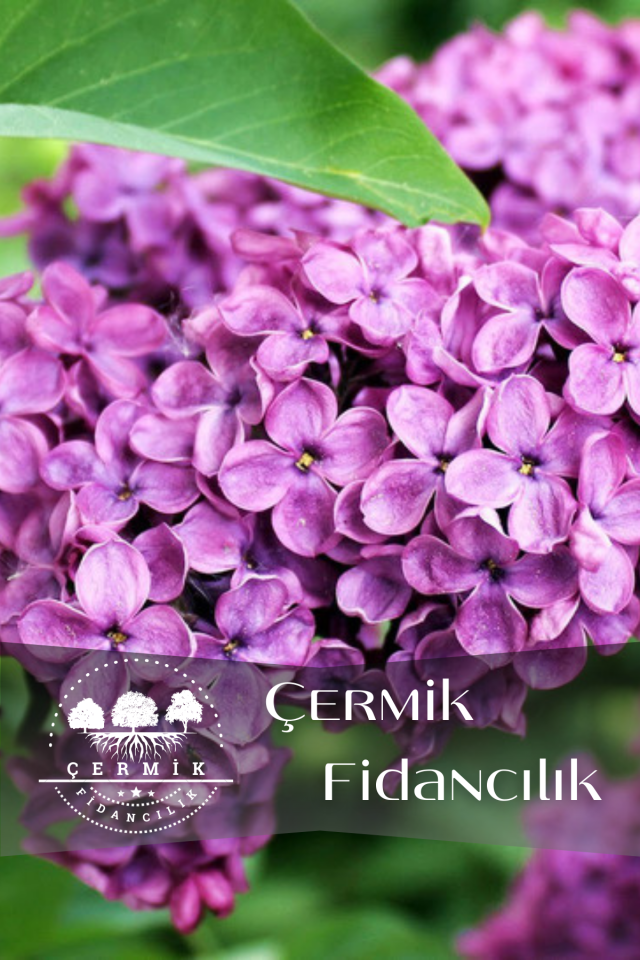 Mor Çiçekli Leylak Fidanı 2 Yaş