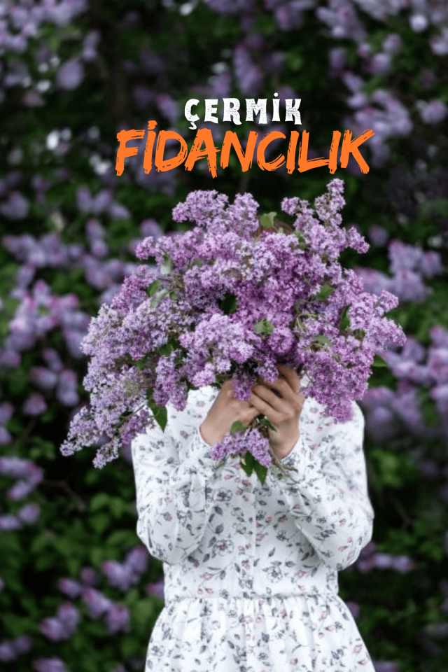 Mor Çiçekli Leylak Fidanı 2 Yaş