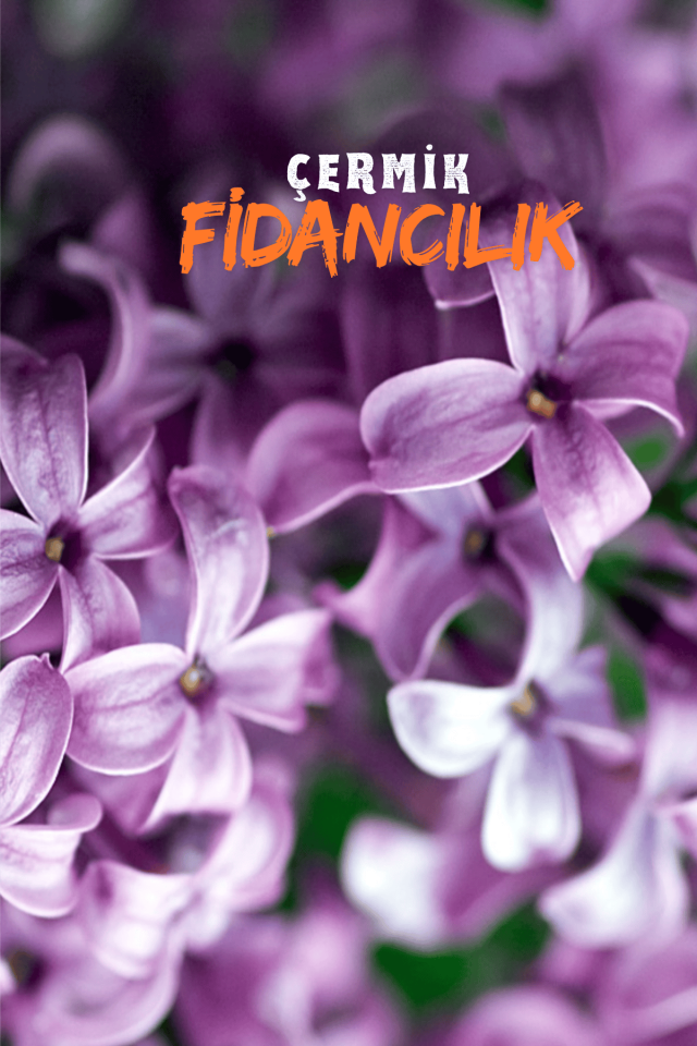 Mor Çiçekli Leylak Fidanı 2 Yaş