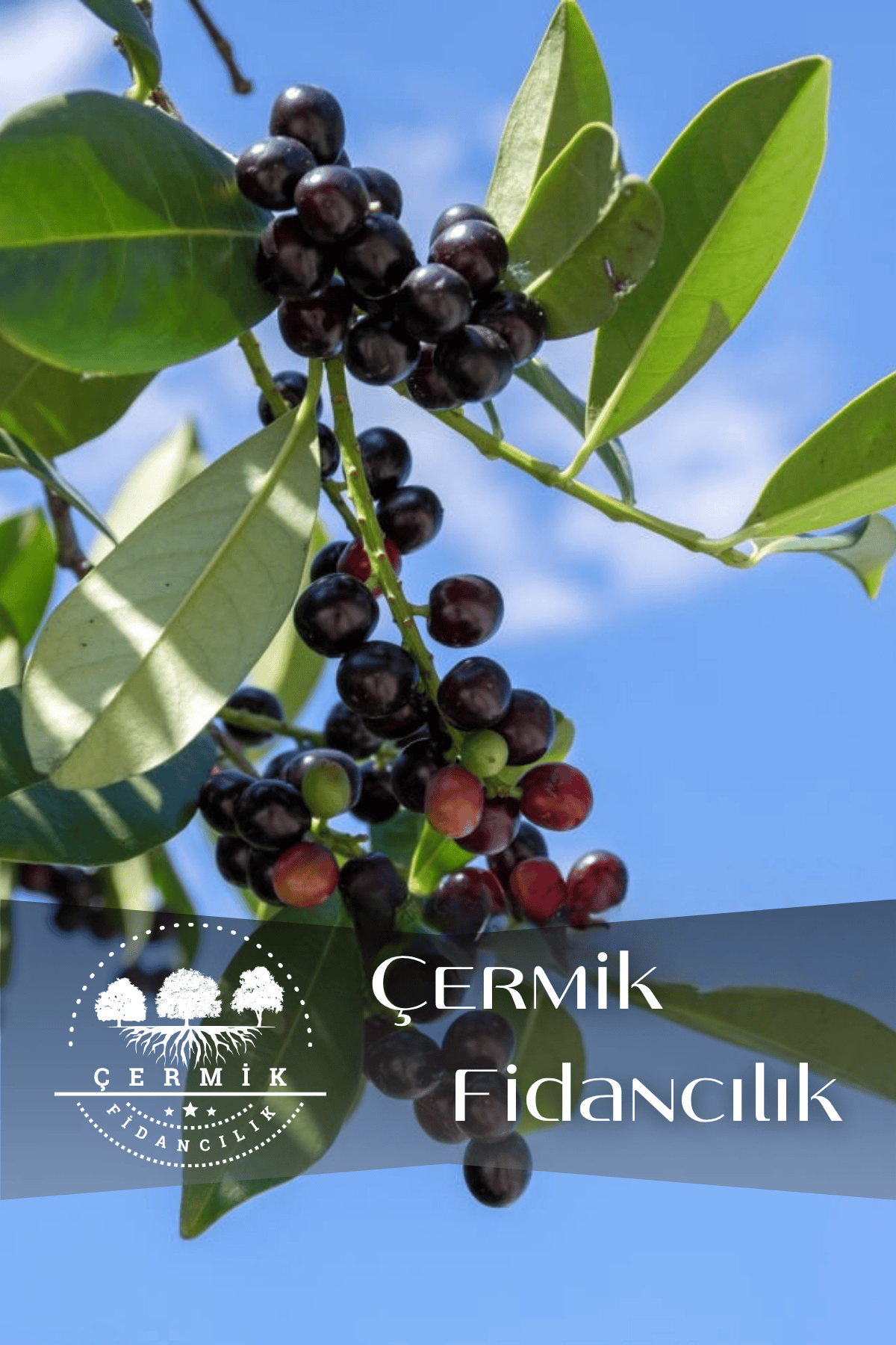 Tüplü Karayemiş Laz Kirazı Fidanı 2 Yaş