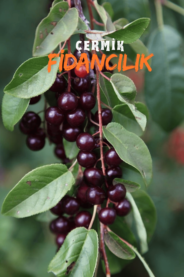 Tüplü Karayemiş Laz Kirazı Fidanı 2 Yaş