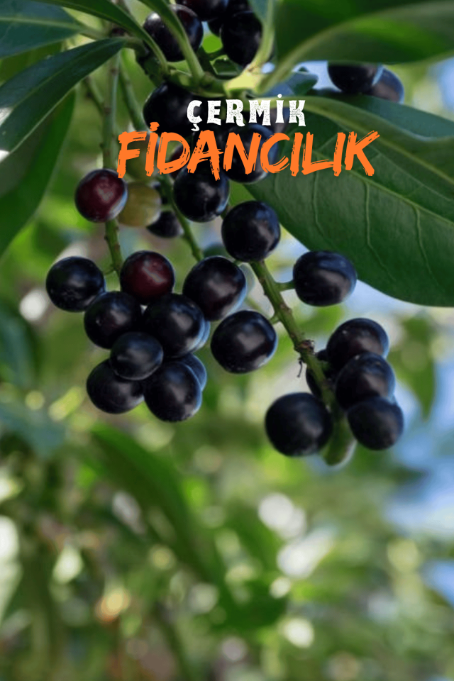 Tüplü Karayemiş Laz Kirazı Fidanı 2 Yaş