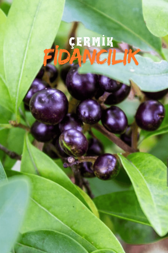 Tüplü Karayemiş Laz Kirazı Fidanı 2 Yaş