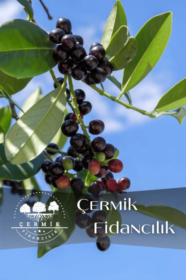 Tüplü Karayemiş Laz Kirazı Fidanı 2 Yaş