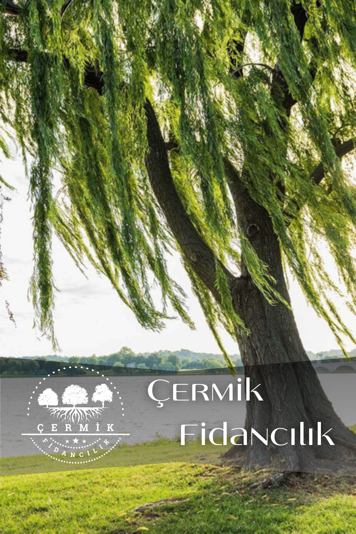 Tüplü Salkım Söğüt Ağacı Fidanı 2 Yaş