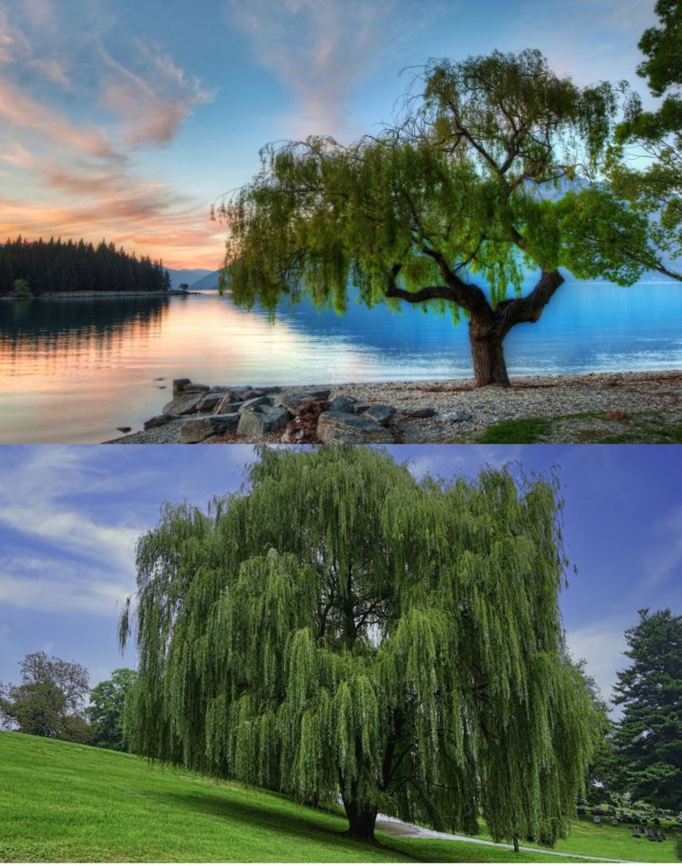 Tüplü Salkım Söğüt Ağacı Fidanı 2 Yaş