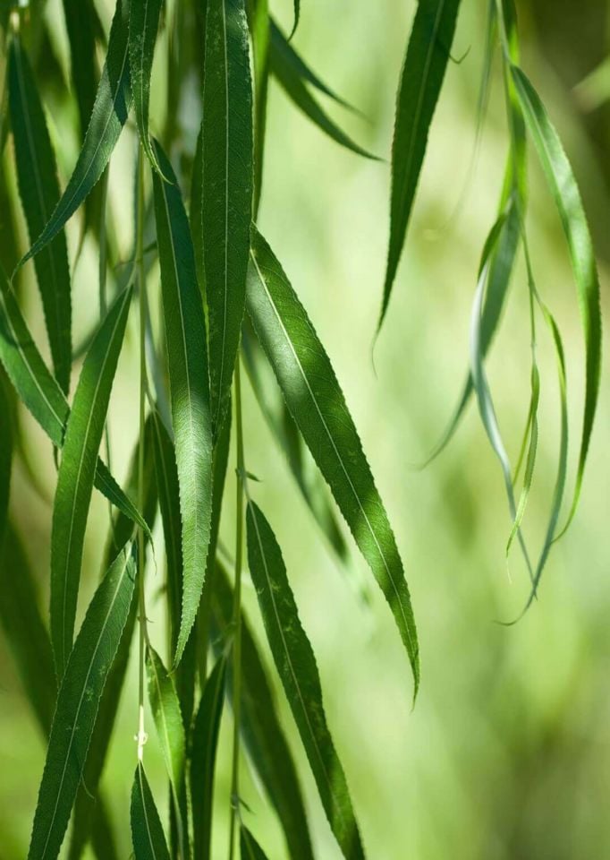 Tüplü Salkım Söğüt Ağacı Fidanı 2 Yaş