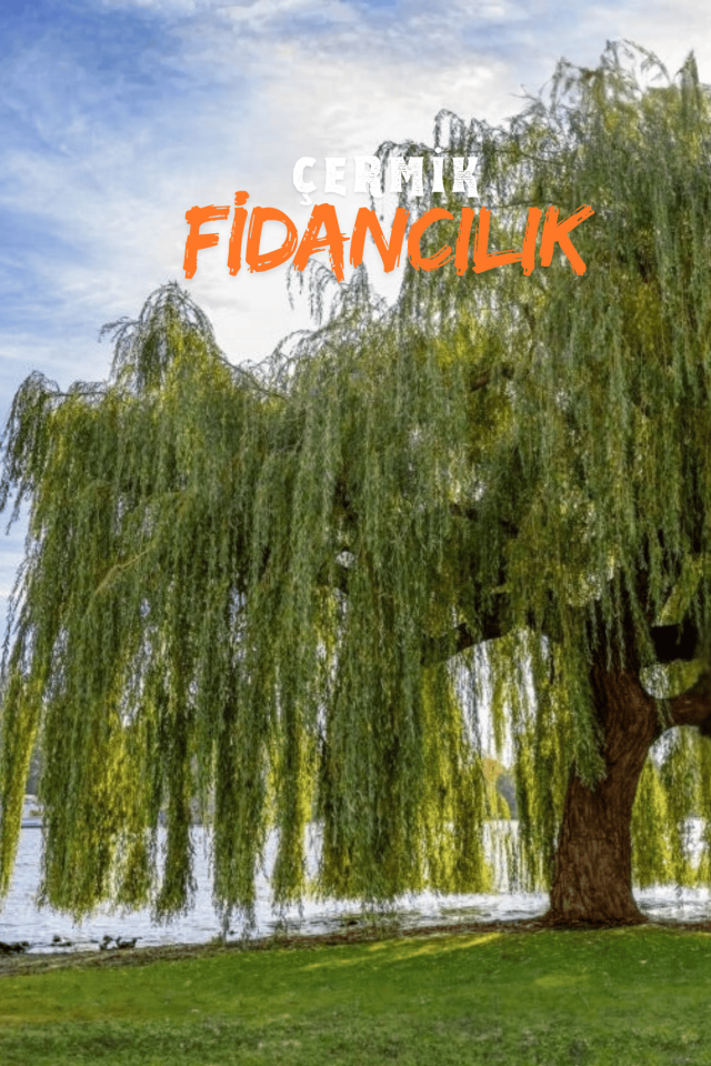 Tüplü Salkım Söğüt Ağacı Fidanı 2 Yaş