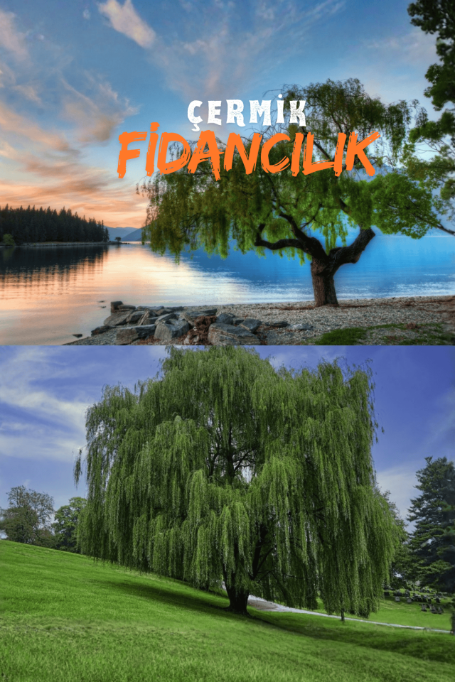 Tüplü Salkım Söğüt Ağacı Fidanı 2 Yaş