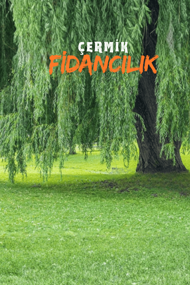 Tüplü Salkım Söğüt Ağacı Fidanı 2 Yaş