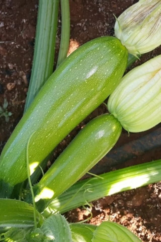 Doğal Kabak Tohumu Paketi