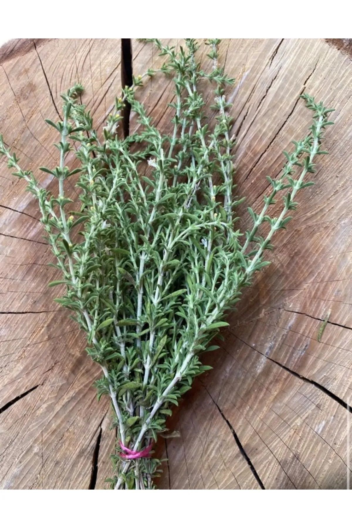 Dağ Kekiği Tohumu Paketi ( Kekik )