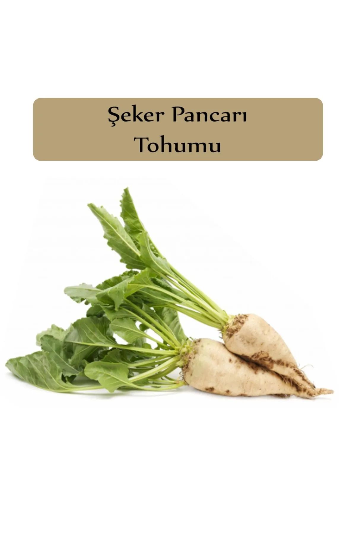 Şeker Pancarı Tohumu Paketi