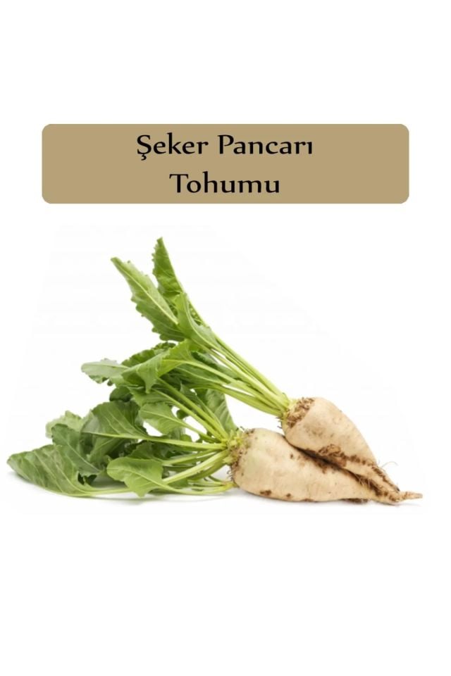 Şeker Pancarı Tohumu Paketi