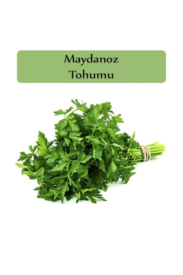 İri Yaprak Maydanoz Tohumu Paketi