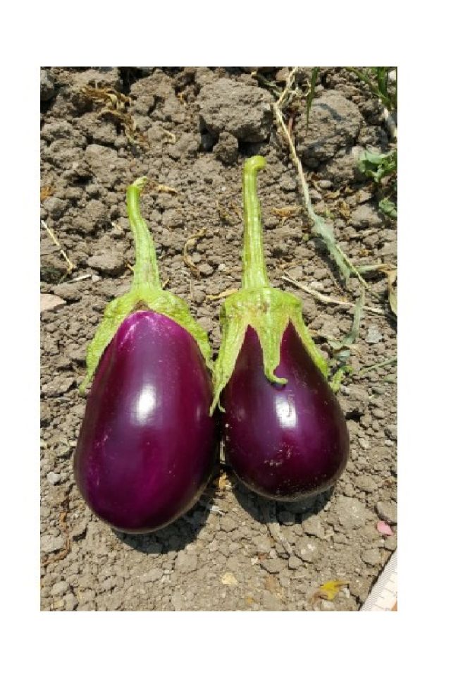 Antep Dolmalık Kurutmalık Mor Patlıcan Tohumu Paketi