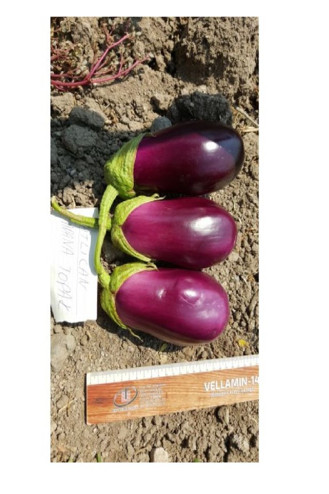 Antep Dolmalık Kurutmalık Mor Patlıcan Tohumu Paketi
