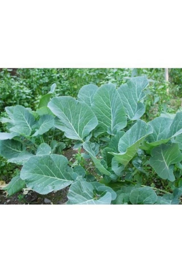 Karadeniz Yaprak Lahana Tohumu Paketi